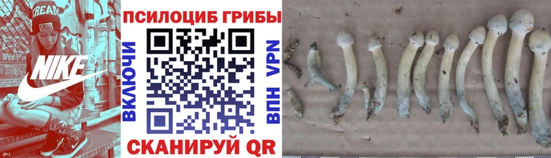 где продают Вилючинск Галлюциногенные грибы Cubensis